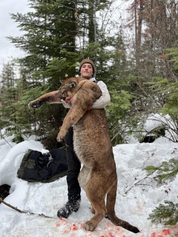 Cougar hunt Idaho